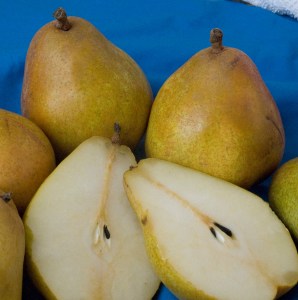 Warren Pear